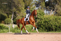 Vente de cheval :  Flamin Groovy des Paluds